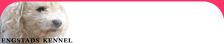 Engstads kennel